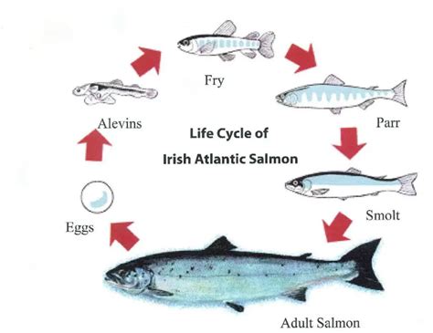 Going Against the Grain: All About Salmon Spawning