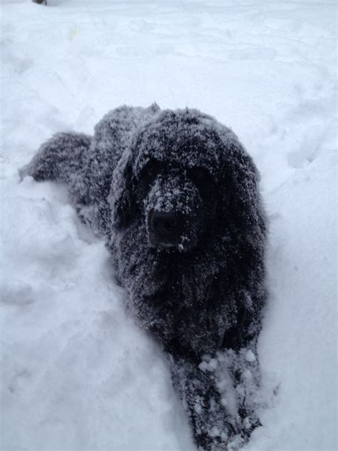 at least someone likes the snow | Newfoundland dog, Newfie, Newfoundland