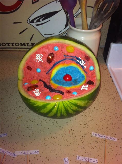 Pinterest | Cells project, Edible animal cell, Animal cell project