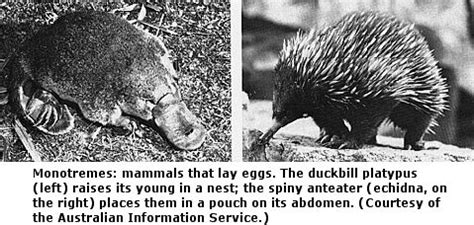 Monotremes Mammals