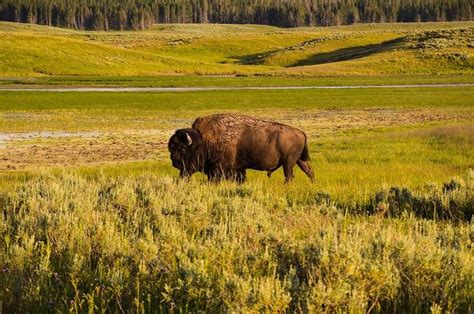 The Great Plains ecosystems are shifting north | Earth And The Environment | Great plains ...