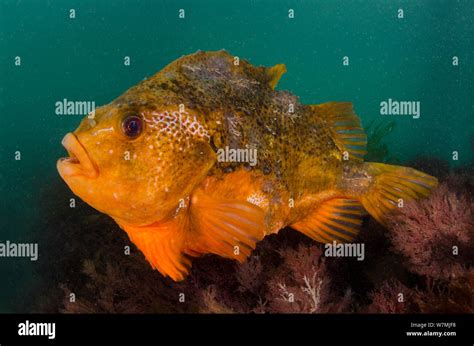 Lumpsucker (Cyclopterus lumpus) male in shallow water guarding eggs ...