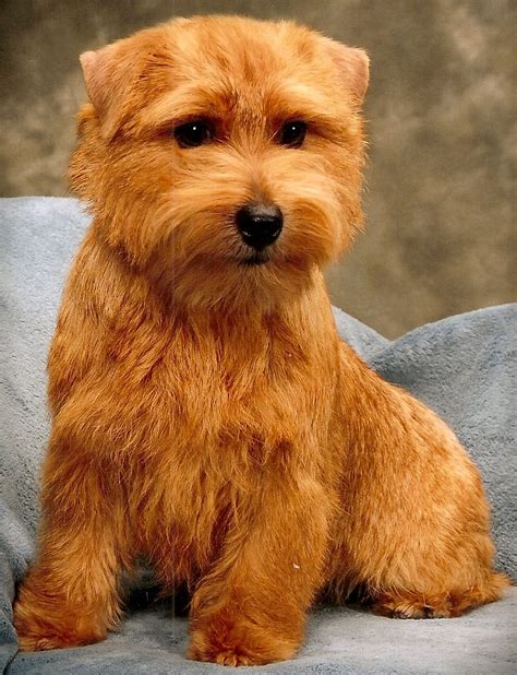 Norfolk Terrier - Puppies, Rescue, Pictures, Information, Temperament, Characteristics | Animals ...