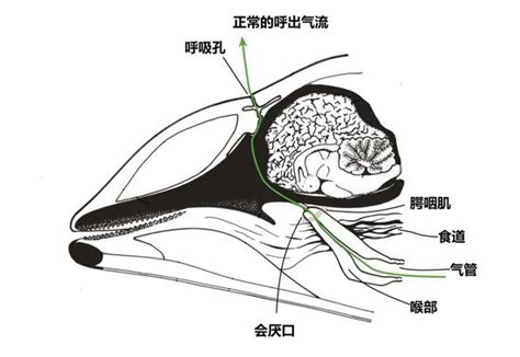 触手、窒息……呃，我是说被呛死的海豚_手机新浪网