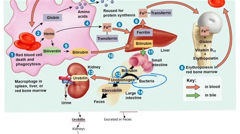 Red Blood Cell Life Cycle - YouTube