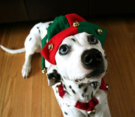 Dogs in Christmas Hats