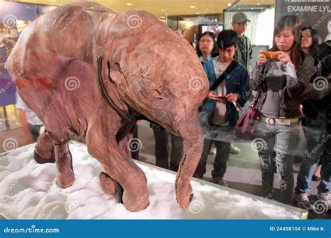 Baby Mammoth of the Ice Age Exhibition in H.K. Editorial Stock Image ...