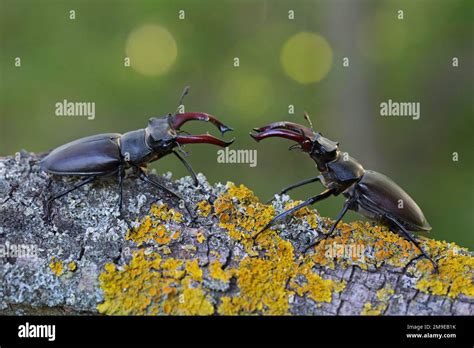 Stag beetle (Lucanus cervus), two males with antler-like enlarged ...