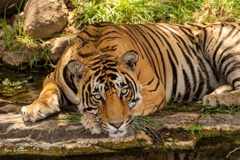 Past, Present and Future of Royal Bengal Tiger Conservation - Your ...