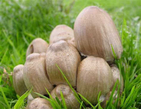 Coprinopsis atramentaria, Common Inkcap mushroom