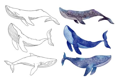 Sketches and watercolor illustrations of blue whales.