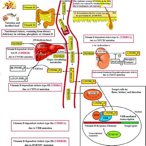 Schematic representation vitamin D metabolism and hereditary disorders ...