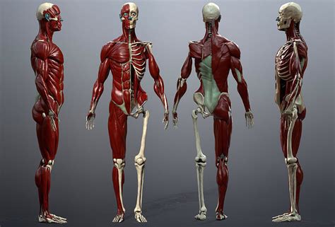 3D model Skeleton and Muscles Study VR / AR / low-poly | CGTrader