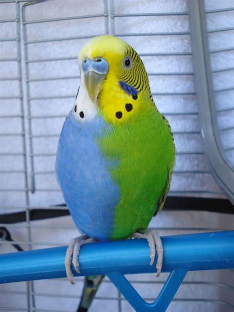 parakeet color mutations - Google Search | Budgies, Budgies bird, Animals beautiful