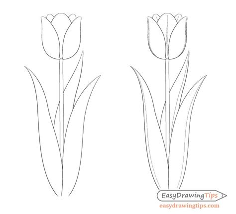 Drawing A Tulip Step By Step