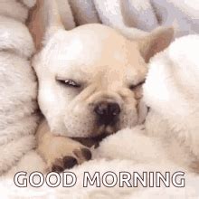 Good Morning Dog Cute Puppy In Sheets GIF | GIFDB.com