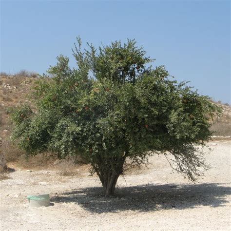 Parfianka Pomegranate Tree For Sale | NatureHills.com