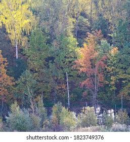 View Window Autumn Forest Stock Photo 1823749376 | Shutterstock