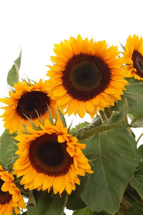 Bunch of sunflowers stock image. Image of flora, botany - 2994309