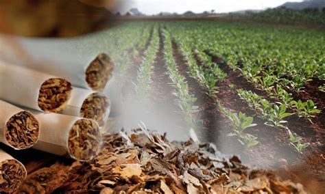 La cara oculta de la regulación: cuando es el tabaco el que se asfixia ...