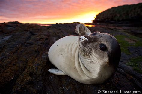 Elephant Seal Pup - Burrard-Lucas Photography