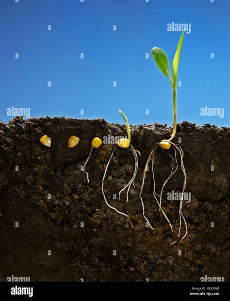 Grain corn early growth development stages showing root systems; left ...