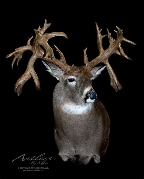 Ronald Osborne Buck - Antlers by Klaus