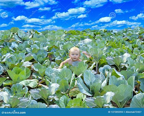 Baby Looking Out Of Cabbage. Newborn Baby On Cabbage Plantation Stock ...