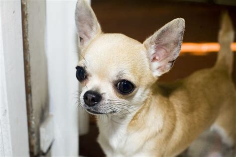 Teacup Chihuahua For Sale - Pet Adoption and Sales