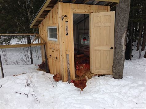 Backyard chicken bliss | BackYard Chickens