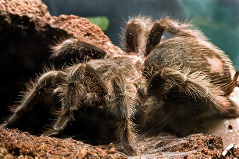 10 Places to Find the World's Deadliest Spiders