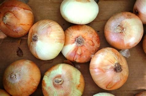 16 Onion Varieties Every Cook Should Know About