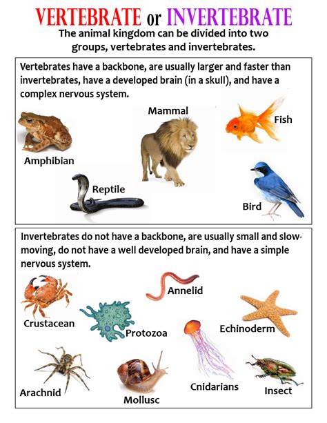 Vertebrate or Invertebrate ~ Anchor Chart * Jungle Academy ...