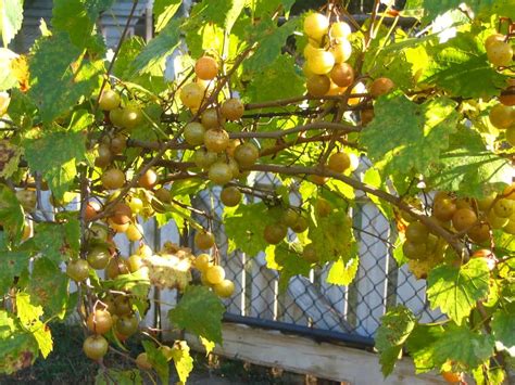 Muscadine Grape Vines: What You Should Know