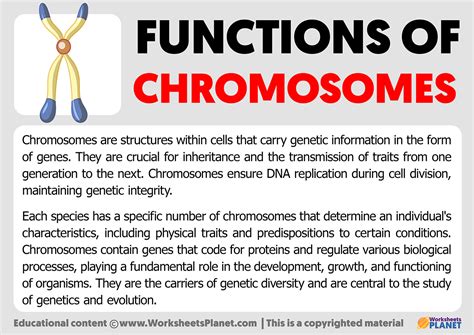 Functions of Chromosomes