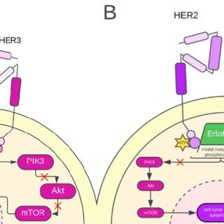 (A) Gefitinib mechanism of action. Gefitinib inhibits the PIK3/Akt ...