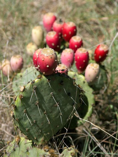 File:Prickly Pear Closeup.jpg - Wikimedia Commons