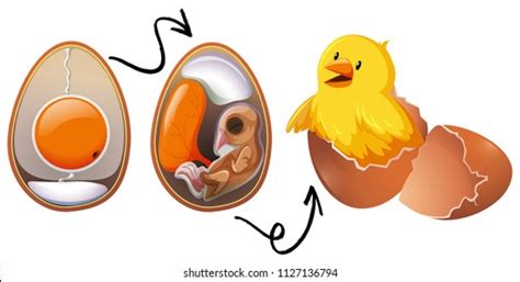 Chicken Embryo Development