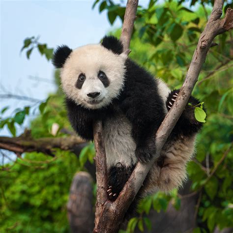 How Many Giant Pandas Are Left in the World? | Panda bear, Cute panda ...