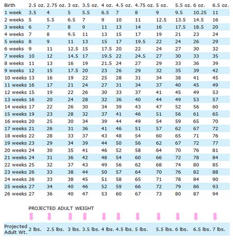 Yorkie Puppy Growth Chart | DK Yorkies | Loveable Yorkie Puppies