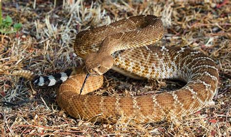 Are rattlesnakes bites becoming more dangerous? - DesertUSA