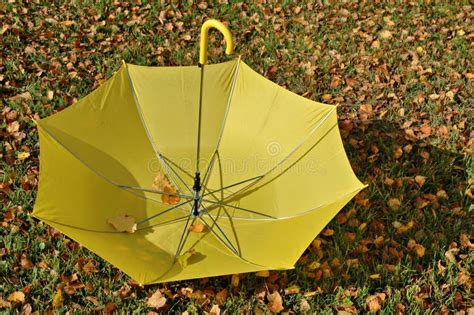 Umbrella Free Stock Photos & Pictures, Umbrella Royalty-Free and Public ...