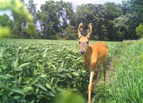 Planting Soybeans for Deer | Mossy Oak Gamekeeper