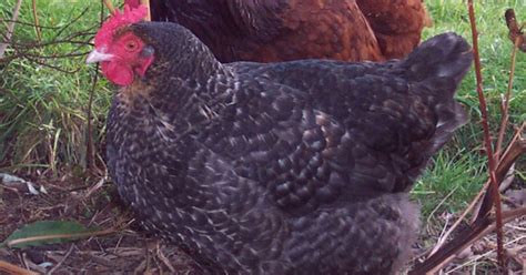 Comprehensive Guide To Maran Chicken Care - The Garden Magazine