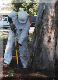 Homestead Tree Service