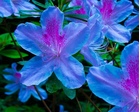 Blue Azalea | Fiore estetico, Piantare fiori, Coltivare i fiori