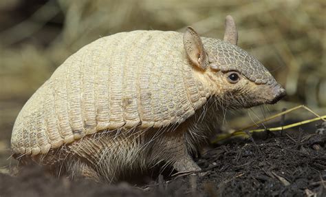 Screaming hairy armadillo | Smithsonian's National Zoo and Conservation Biology Institute