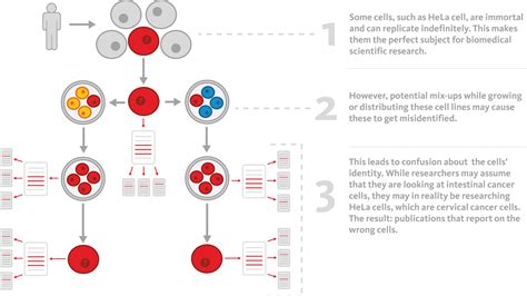 The ghosts of HeLa: How cell line misidentification contaminates the scientific literature