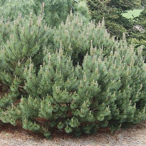 Dwarf Mugo Pine 'Slowmound' (Pinus mugo) - MyGardenLife