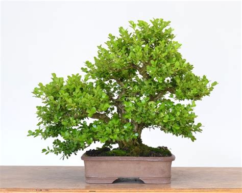 A Review of Japanese Boxwood as Bonsai- | Michael Hagedorn